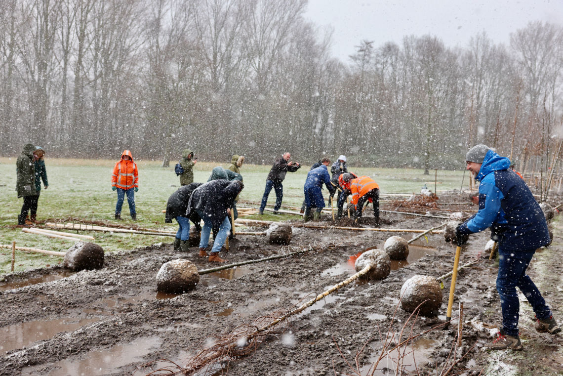 Initiatiefnemers planten bomen in Velsen-Noord